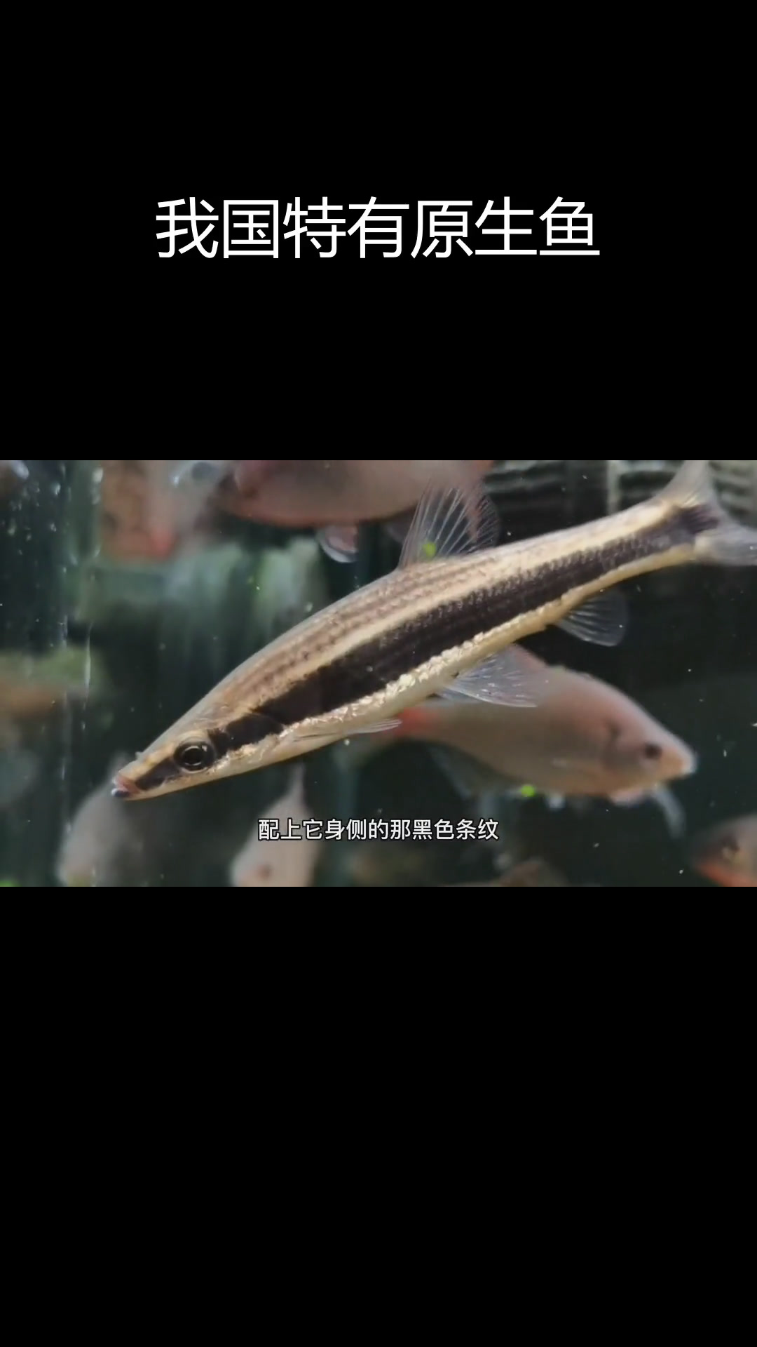 草麦穗鱼:独特的水族生物