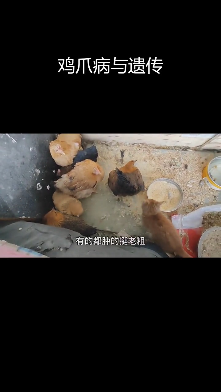 鸡爪子问题,竟是近亲繁殖导致