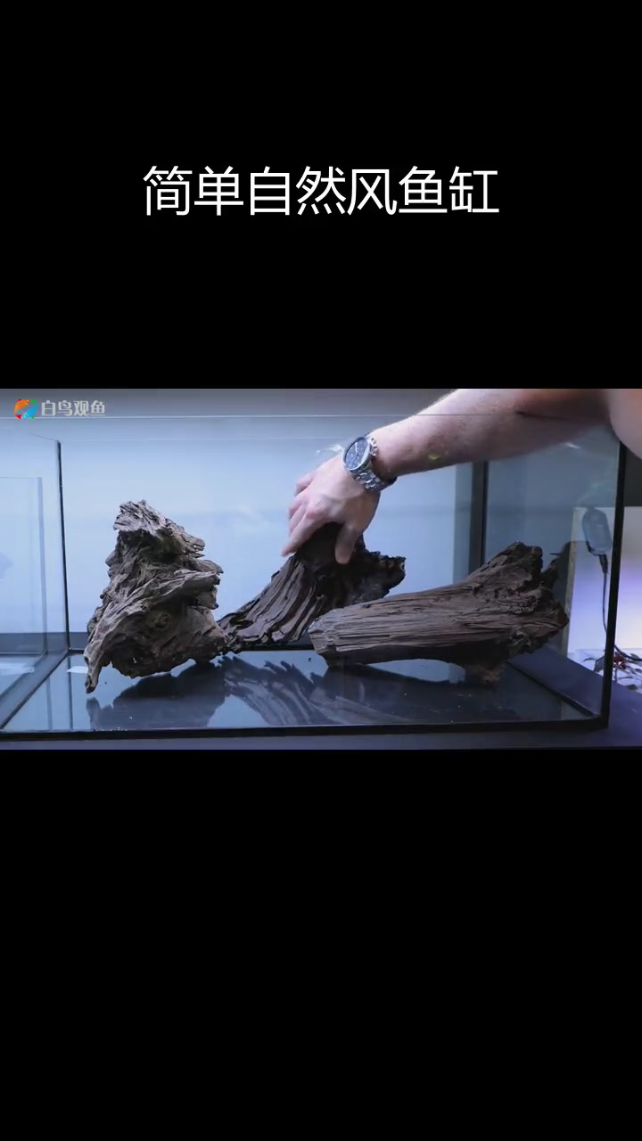中型水族箱自然风格造景,打造观赏虾栖息地