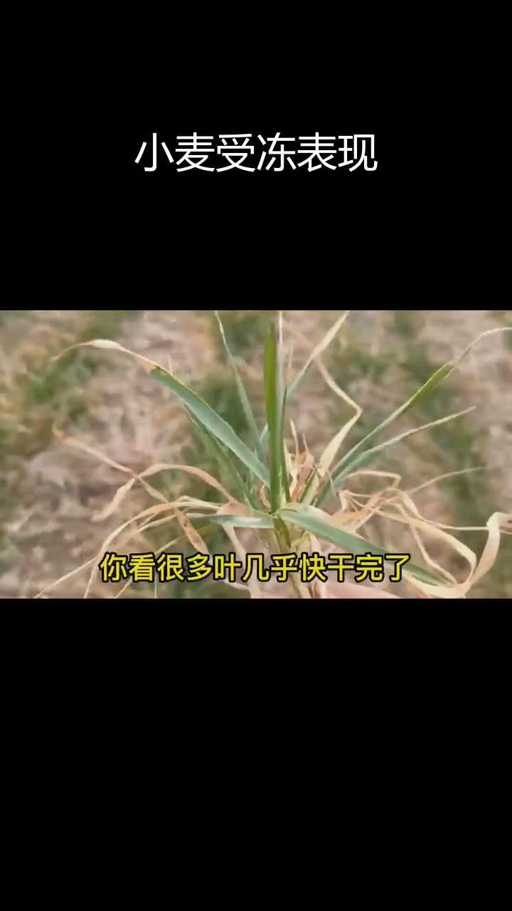 小麦冻害症状及原因分析