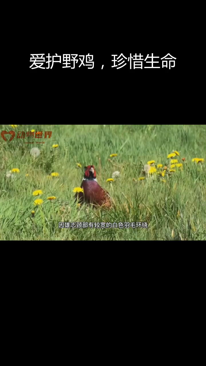 七彩山鸡:野生动物保护从我做起