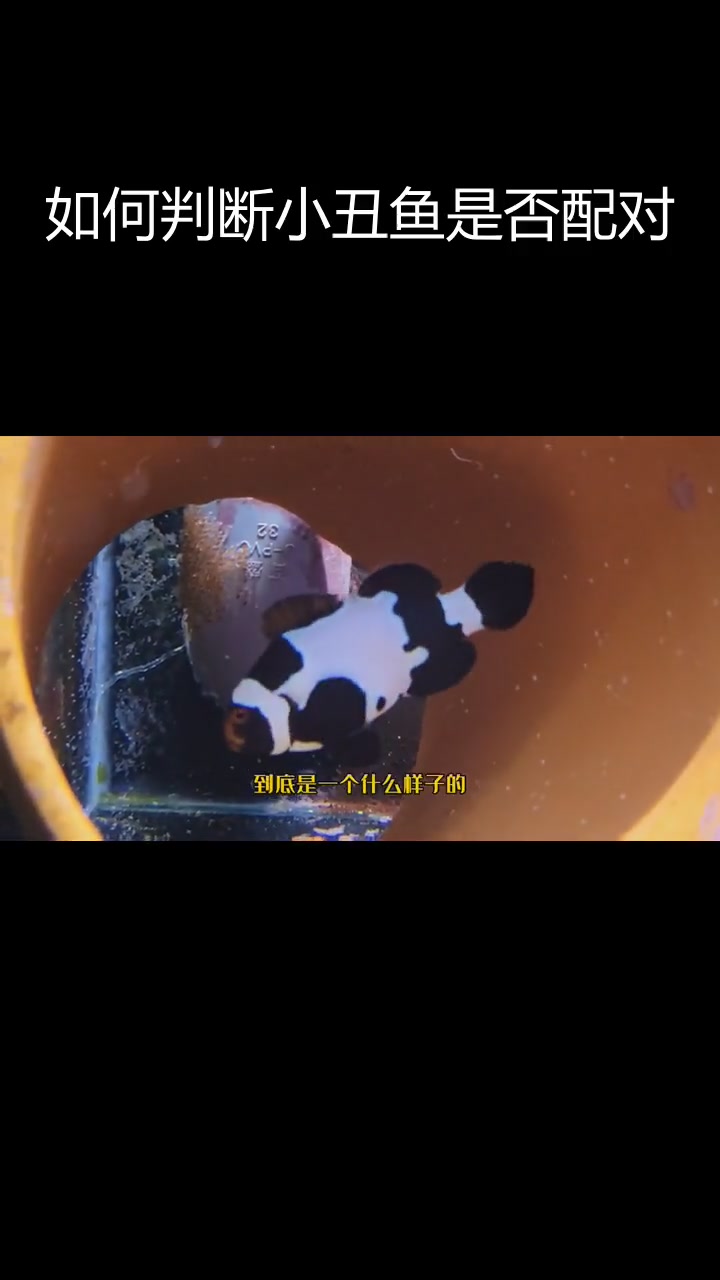 小丑鱼配对成功后的表现与特征