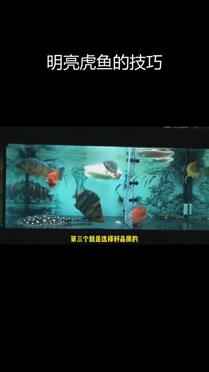 印尼虎鱼如何激发体色?