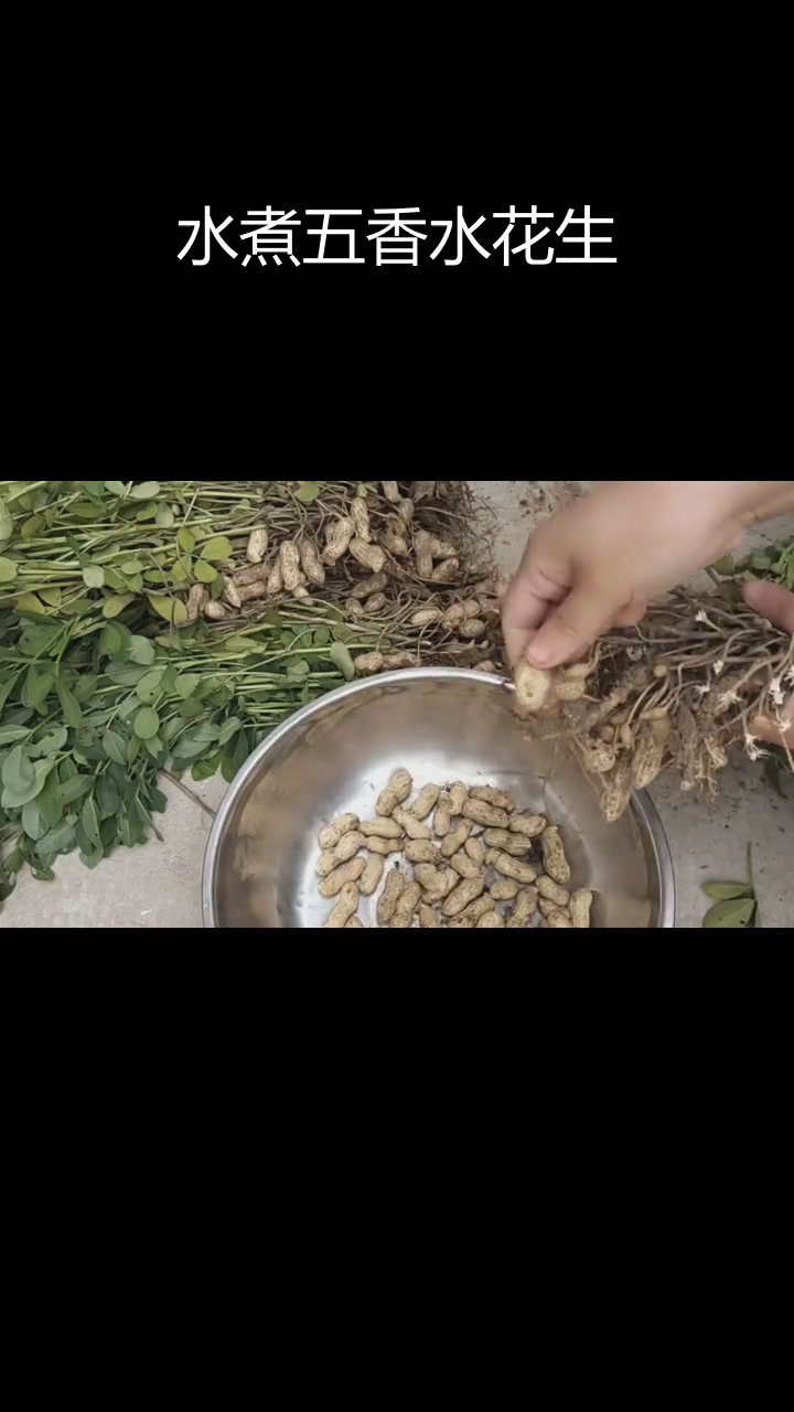 五香水煮花生带壳做法,咸香沙绵口感教程