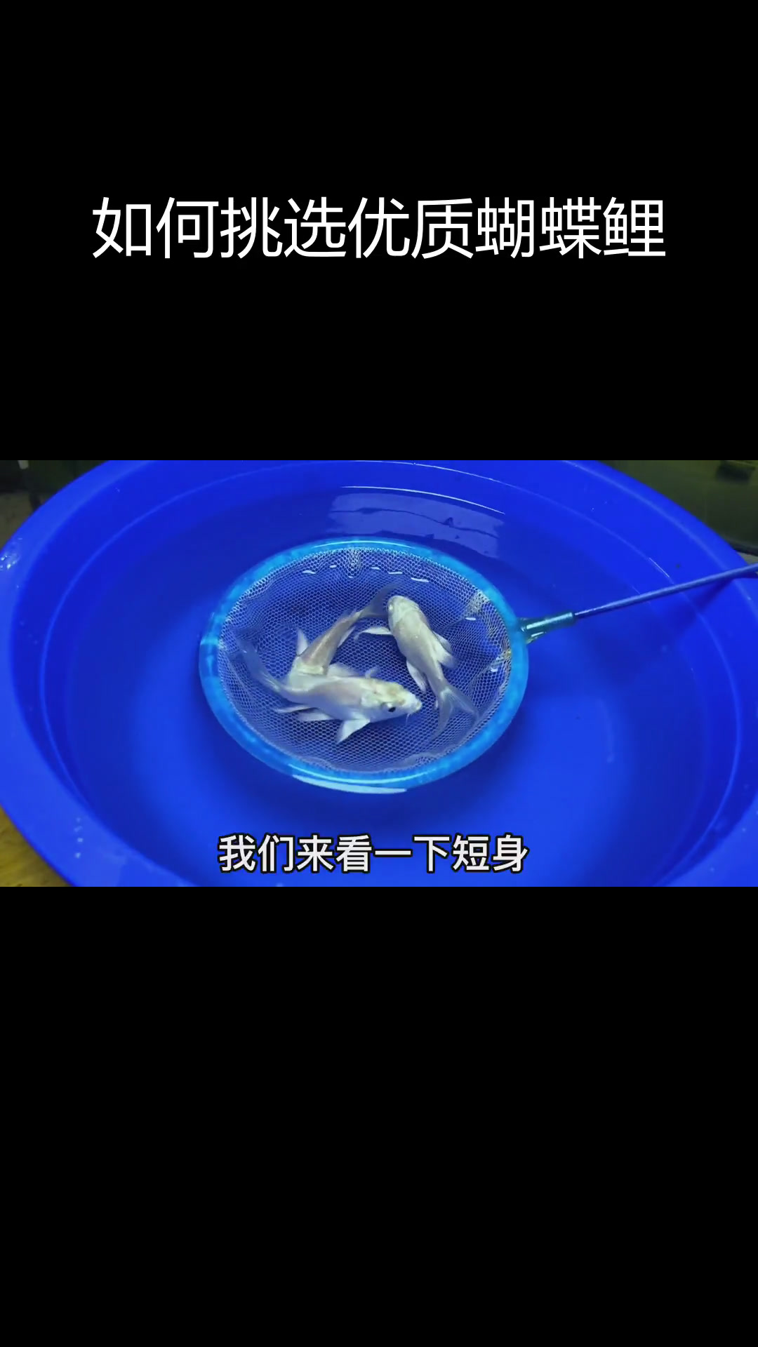 蝴蝶鲤鱼苗品质与体型区分