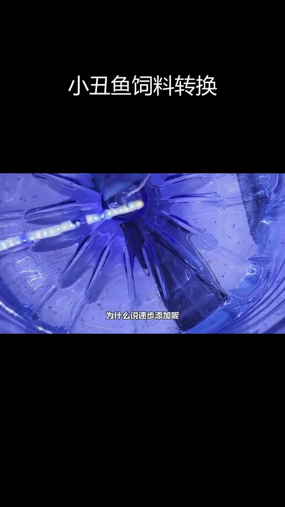 小丑鱼繁殖:轮虫到丰年虾的过渡