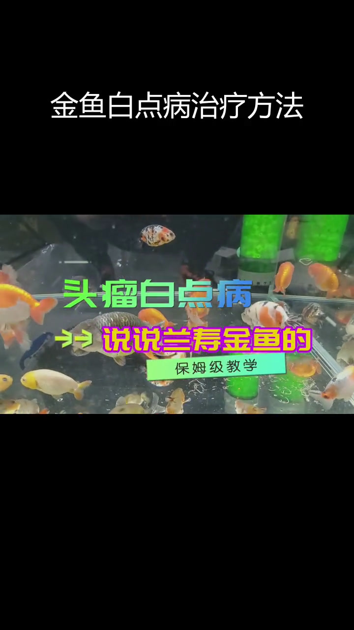 蓝瘦金鱼头瘤白点病治疗全攻略