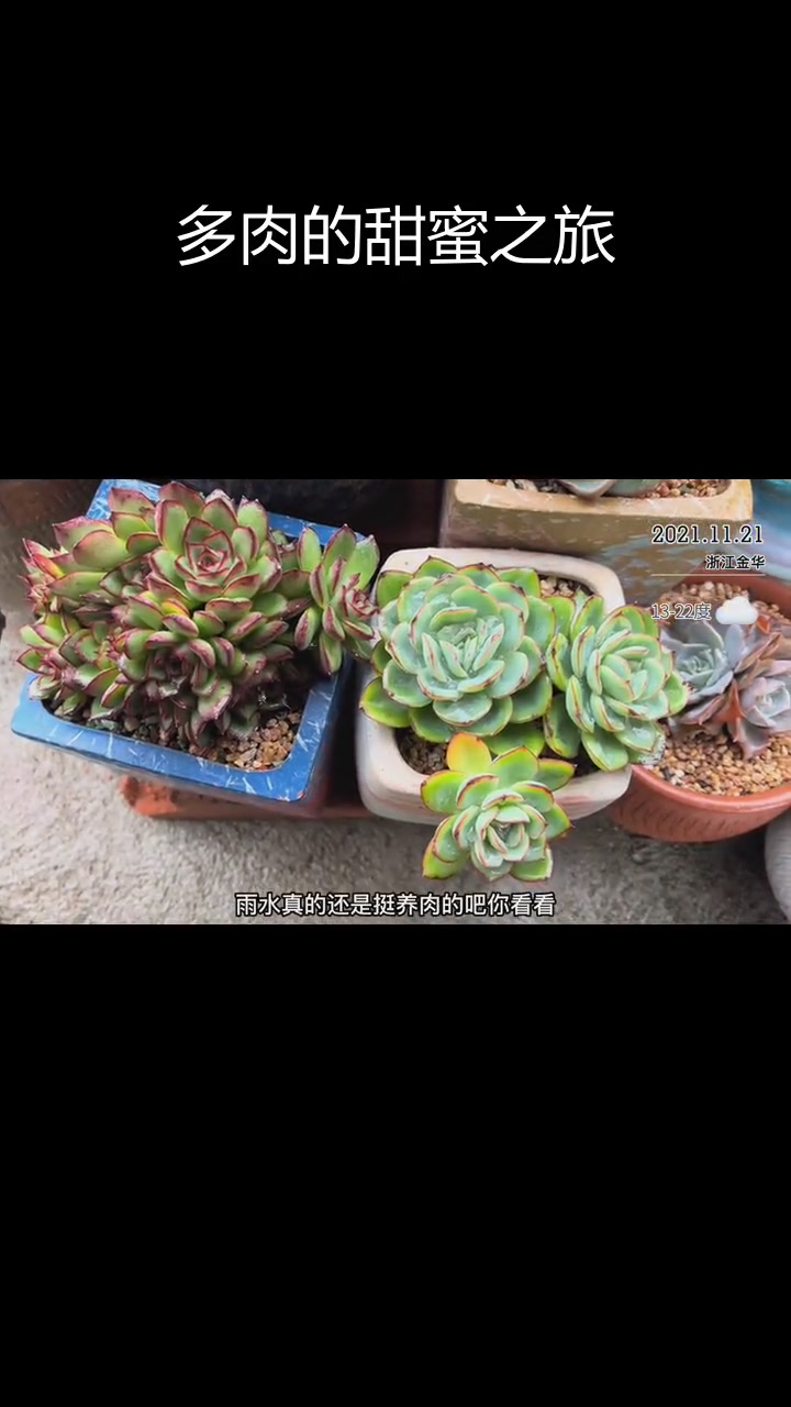 彩虹糖多肉,甜美颜值与挑战并存