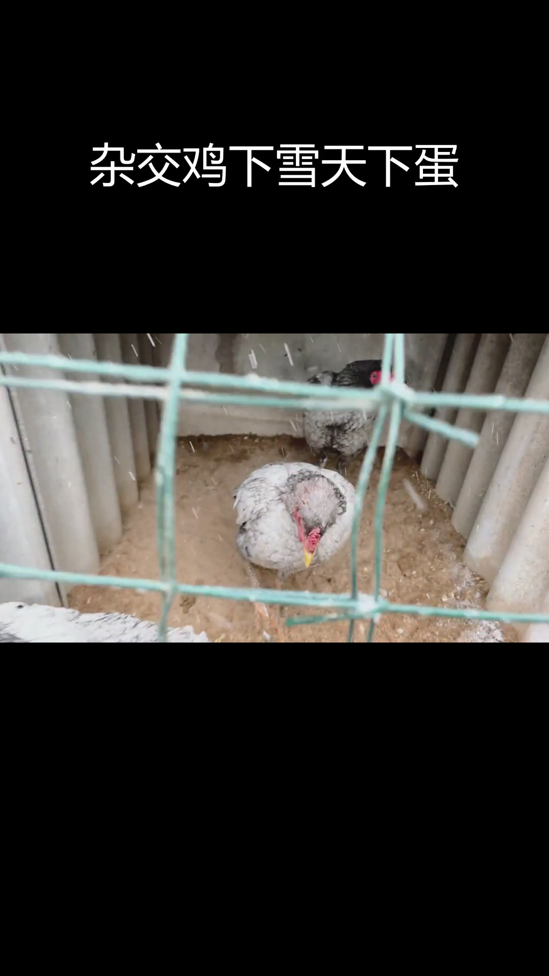 绿山鸡与柴鸡杂交后代下蛋,雪天环境恶劣
