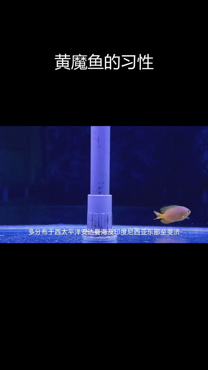 黄魔鱼:西太平洋的雀鲷科杀手