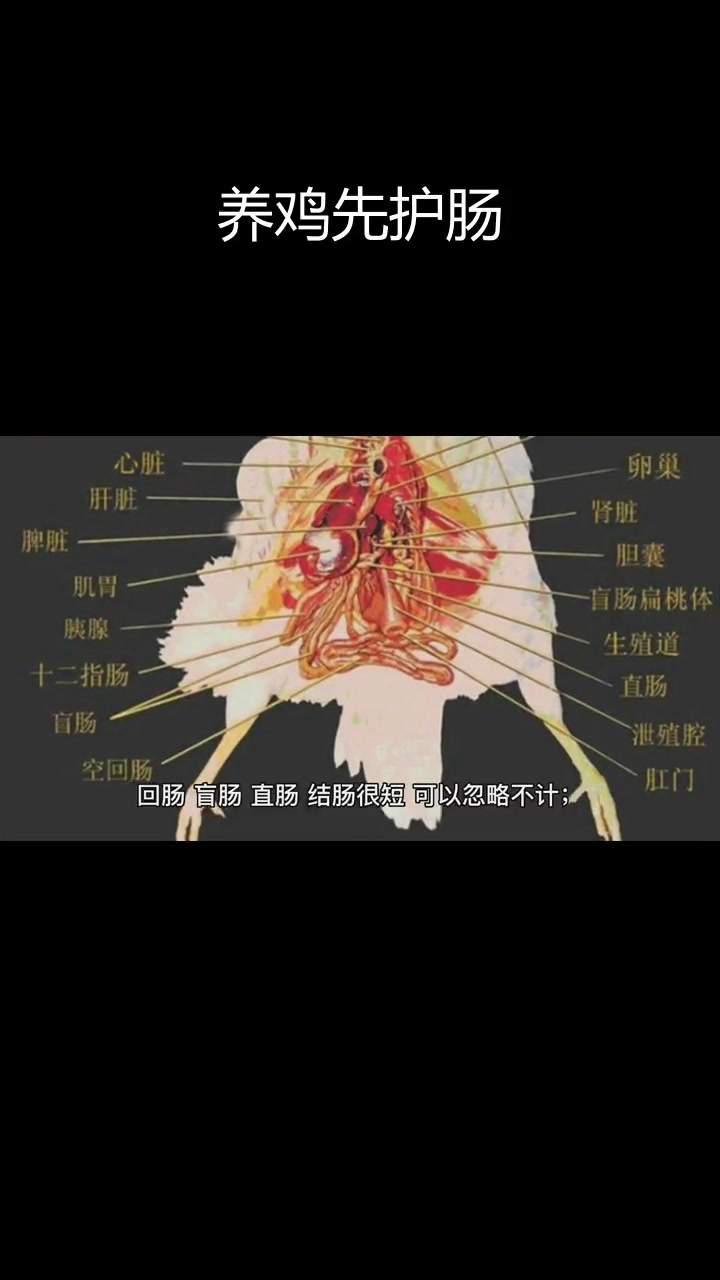 肠道健康对养鸡至关重要