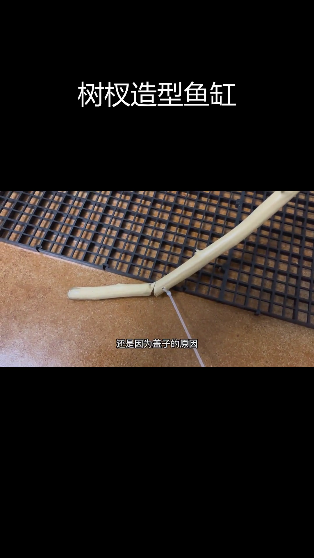 树杈底滤缸原生造景尝试