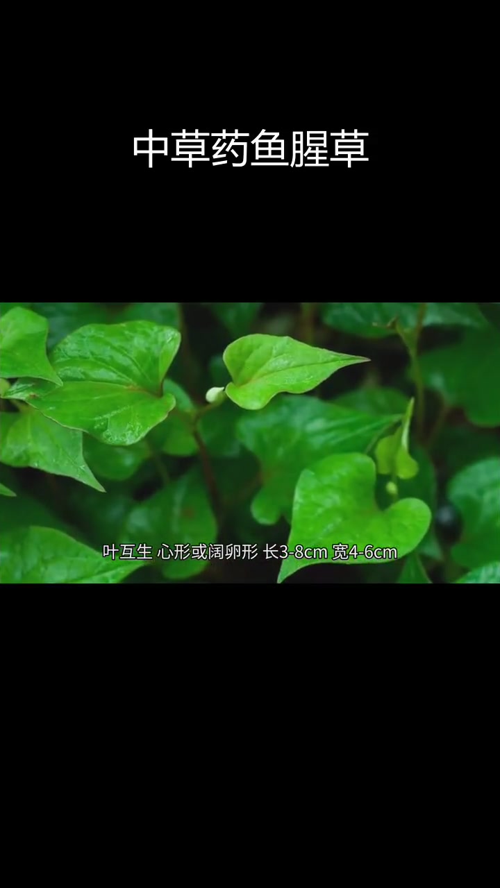 鱼腥草的形态与药用价值
