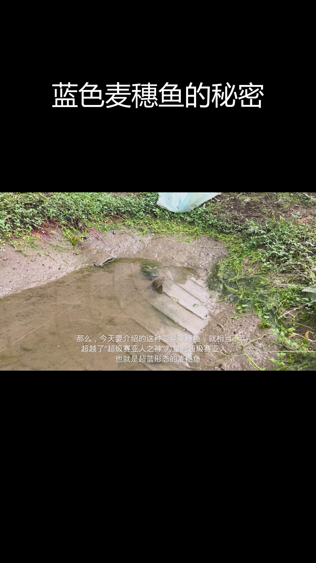 超蓝麦穗鱼:变异界的超级赛亚人