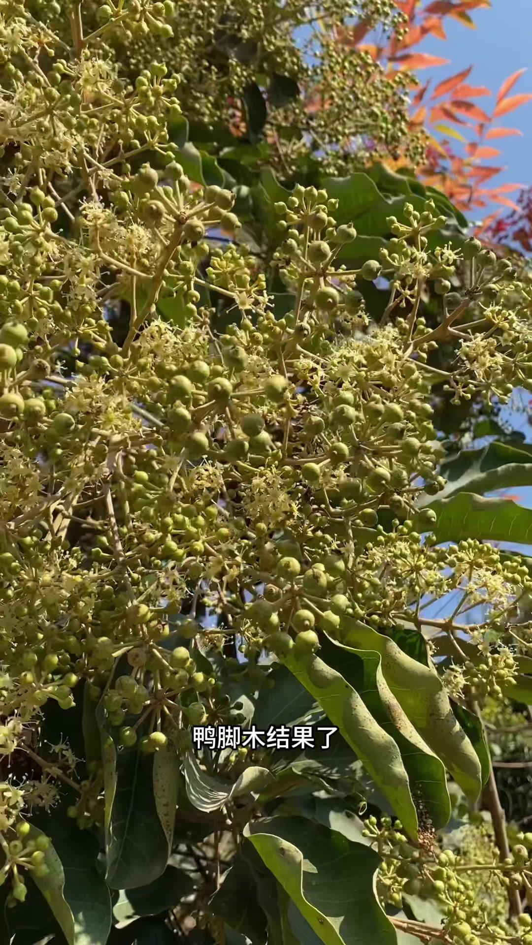 鸭脚木结果了,嫩果新果还可以流蜜,这个花期特别长。鸭脚木冬蜜