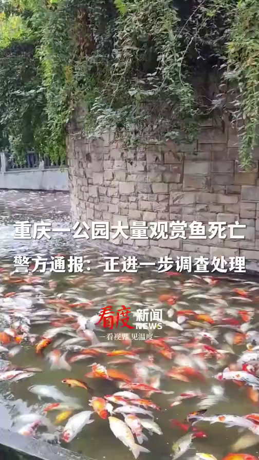 重庆一公园大量观赏鱼死亡,警方通报:提取死亡鱼体样本及鱼塘水质样本送检,正进一步调查处理