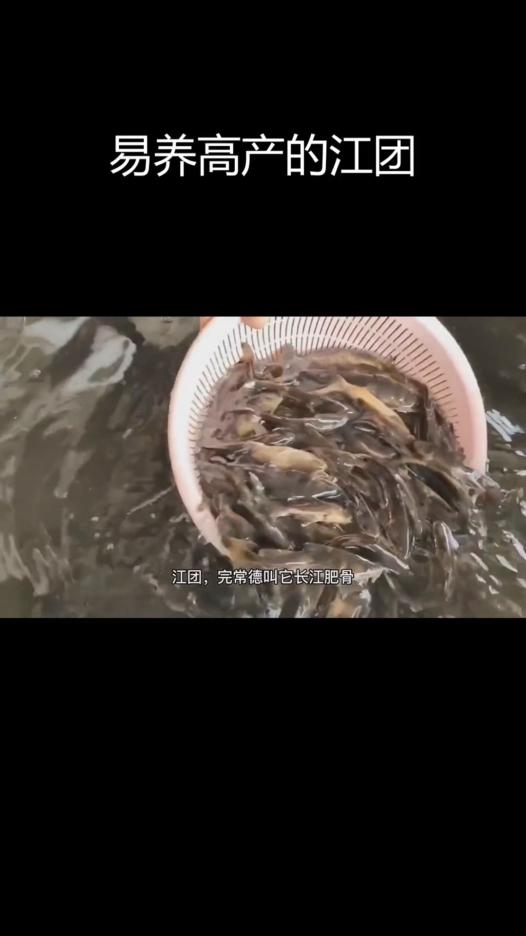 江团:肉食性杂鱼,养殖易存活