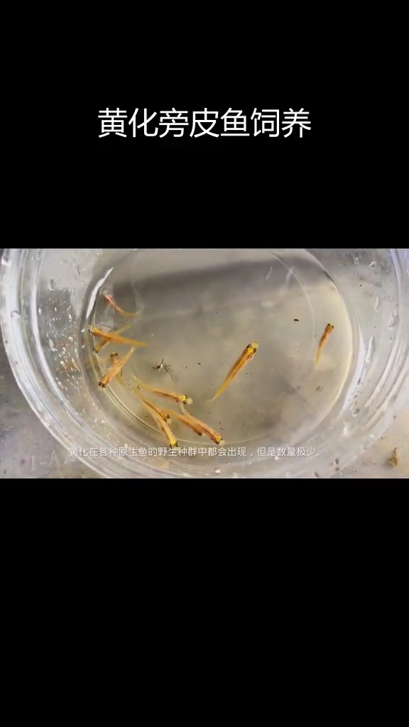 变异鳑鲏鱼繁殖与养殖记录