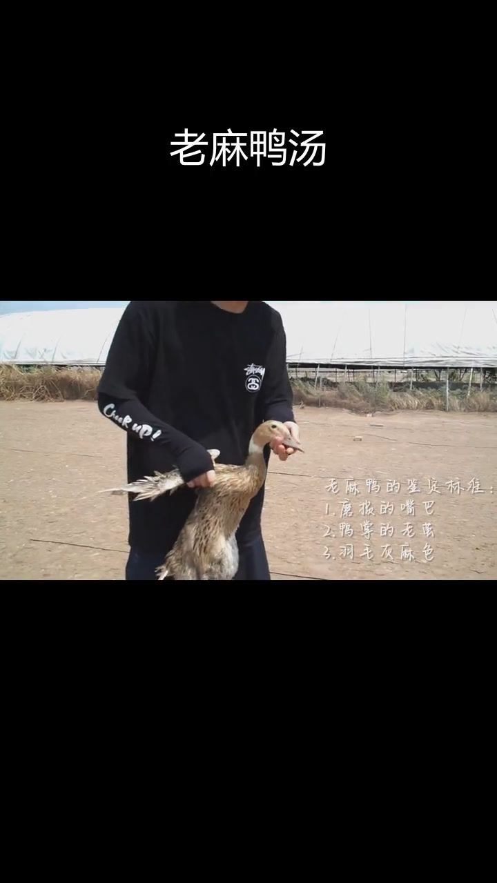 秋冬滋补必备:崇明老麻鸭汤