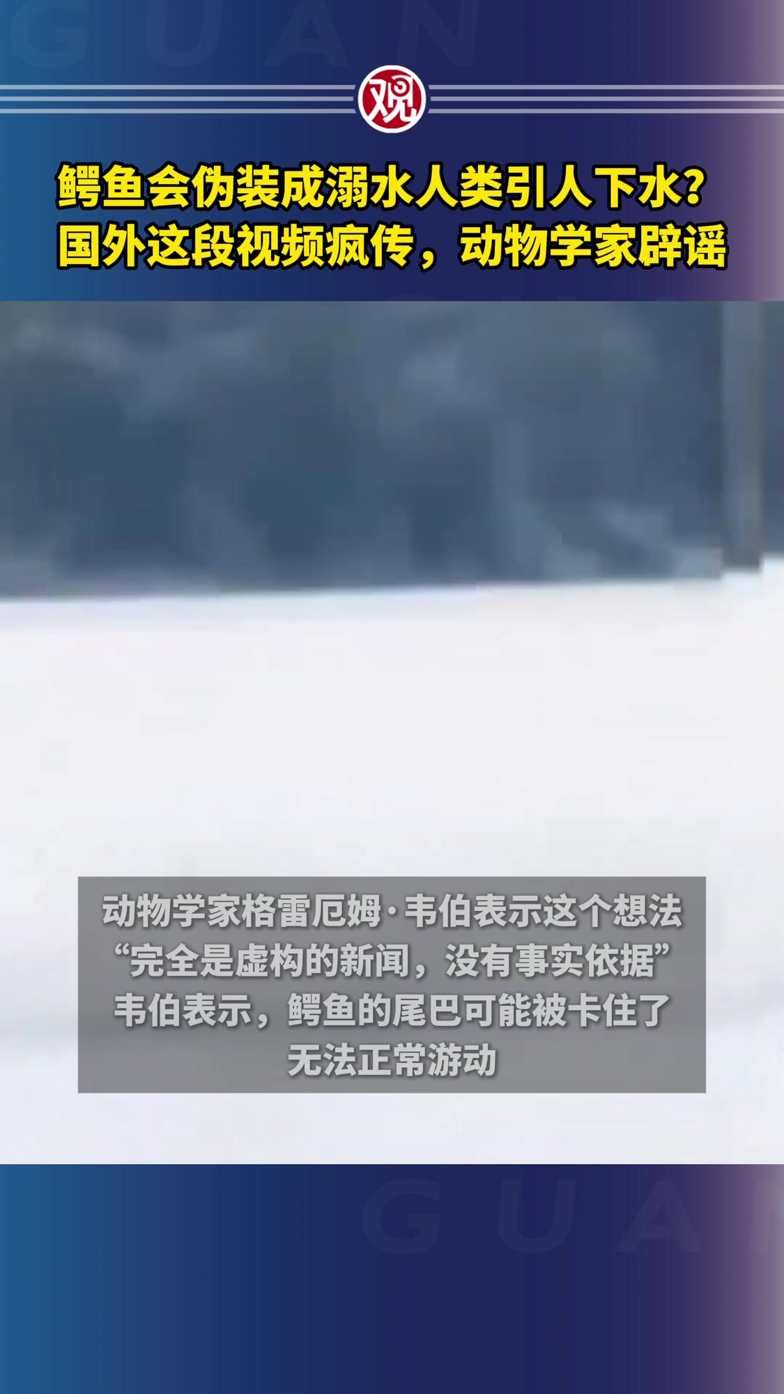 鳄鱼会伪装成溺水人类引人下水?国外这段视频疯传,动物学家辟谣