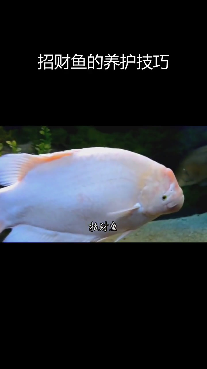 招财鱼:寓意财富的热带鱼类