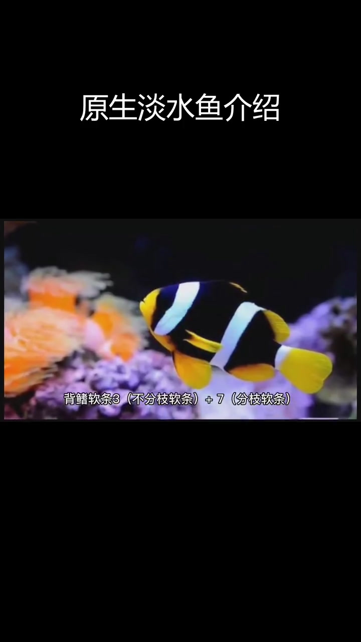 麦穗鱼:鲤科原生鱼的魅力