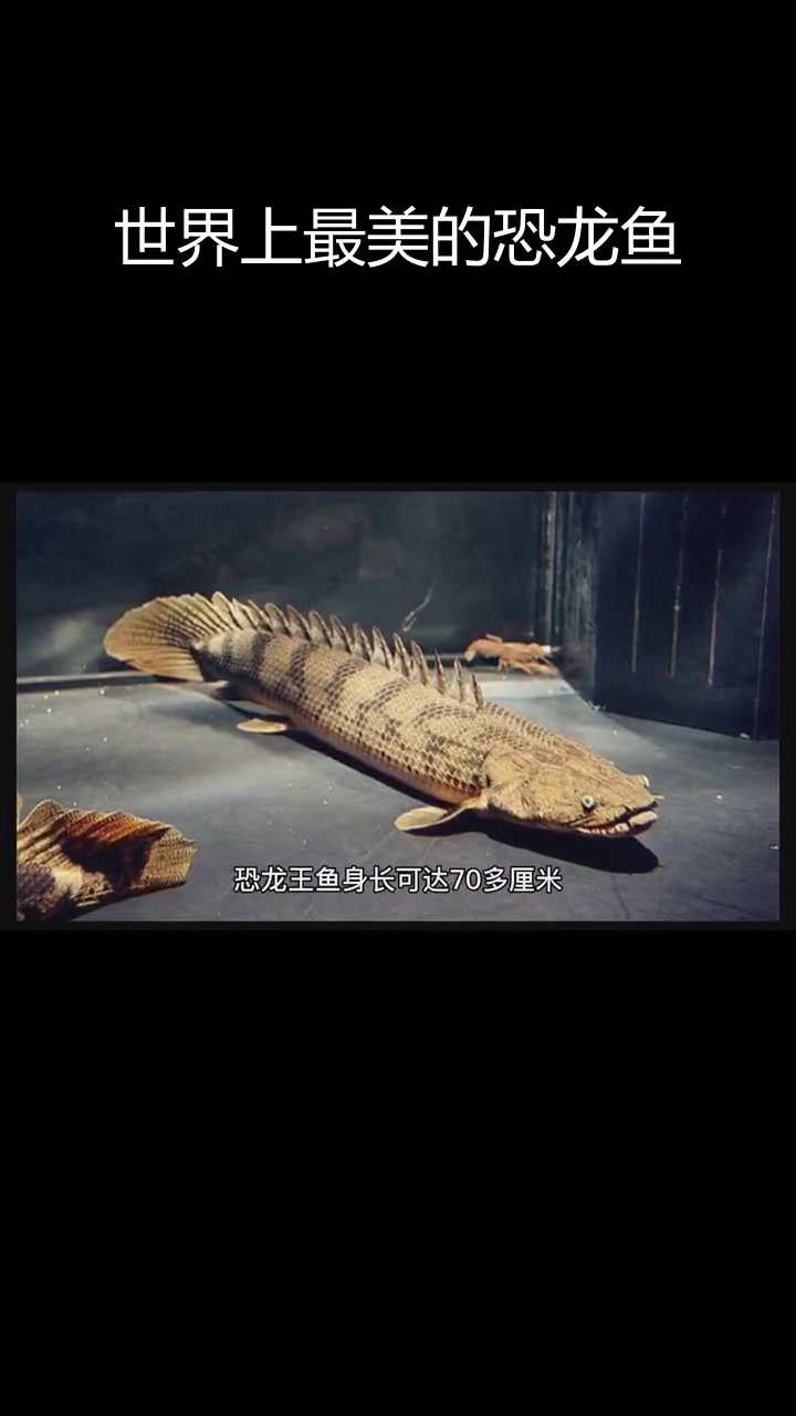 虎纹恐龙王鱼:古老与美丽的象征