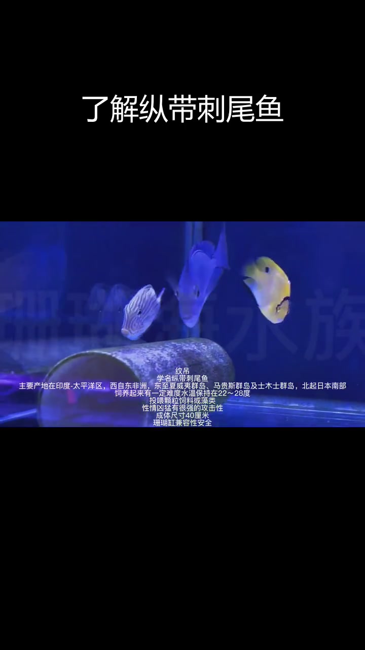 探索神秘海洋生物,纵带刺尾鱼揭秘