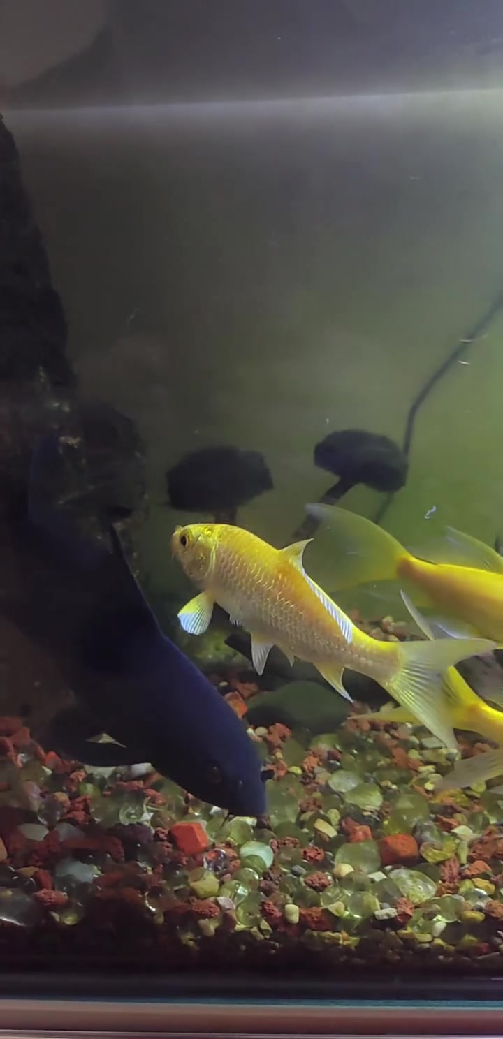 观赏鱼