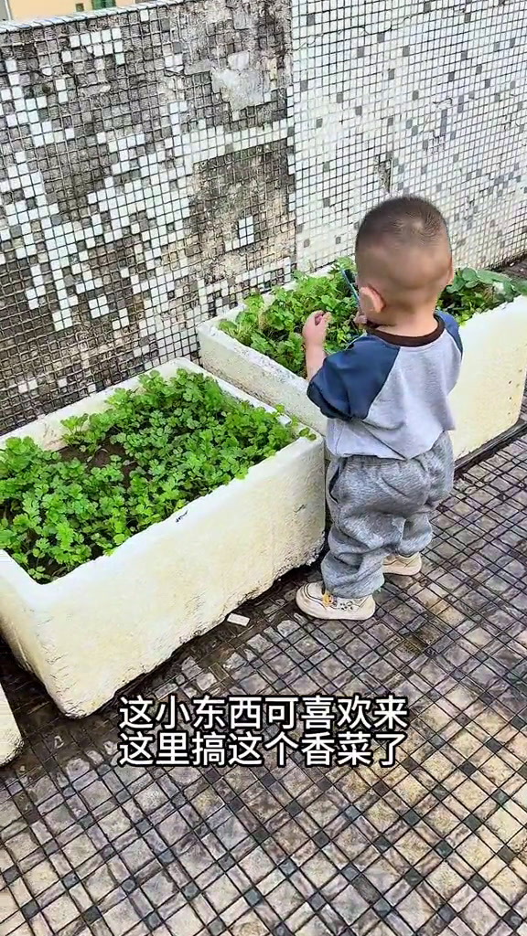天天来捣蛋,想个办法治治你,宝宝吃香菜的表情太可爱了