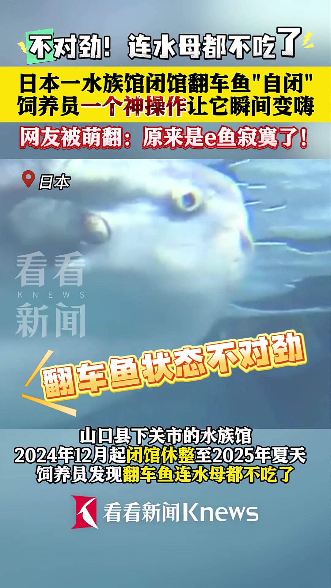 日本水族馆闭馆翻车鱼竟“自闭”?原因笑翻网友!