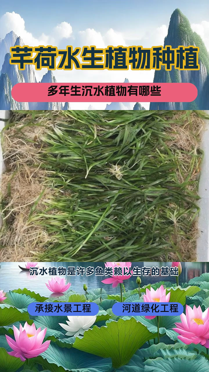 竹叶眼子菜
