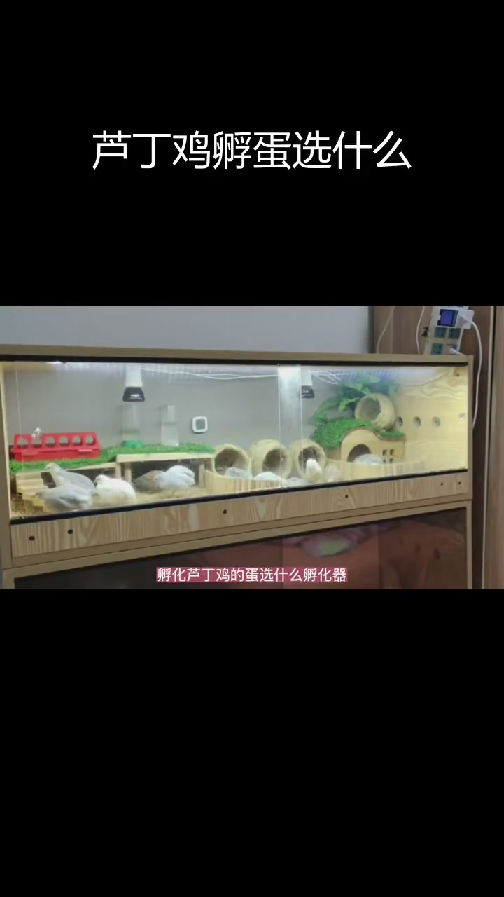 如何选择适合孵化芦丁鸡蛋的孵化器