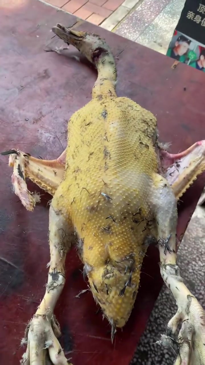 这是我农场养出来的憨憨黑天鹅黑番鸭,你见过吗