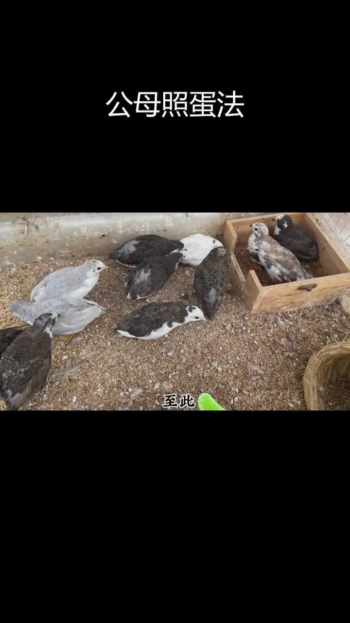 芦丁鸡孵化公母辨别技巧