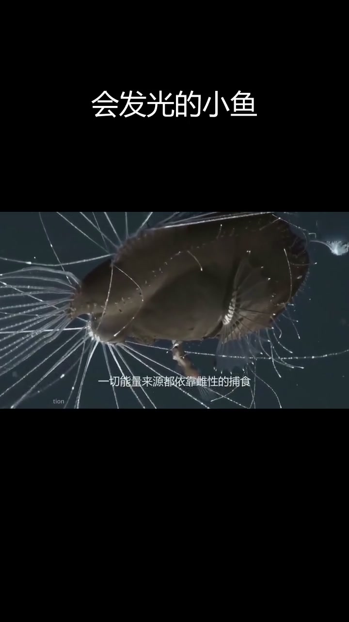 深海灯笼鱼:钓鱼的神秘生物
