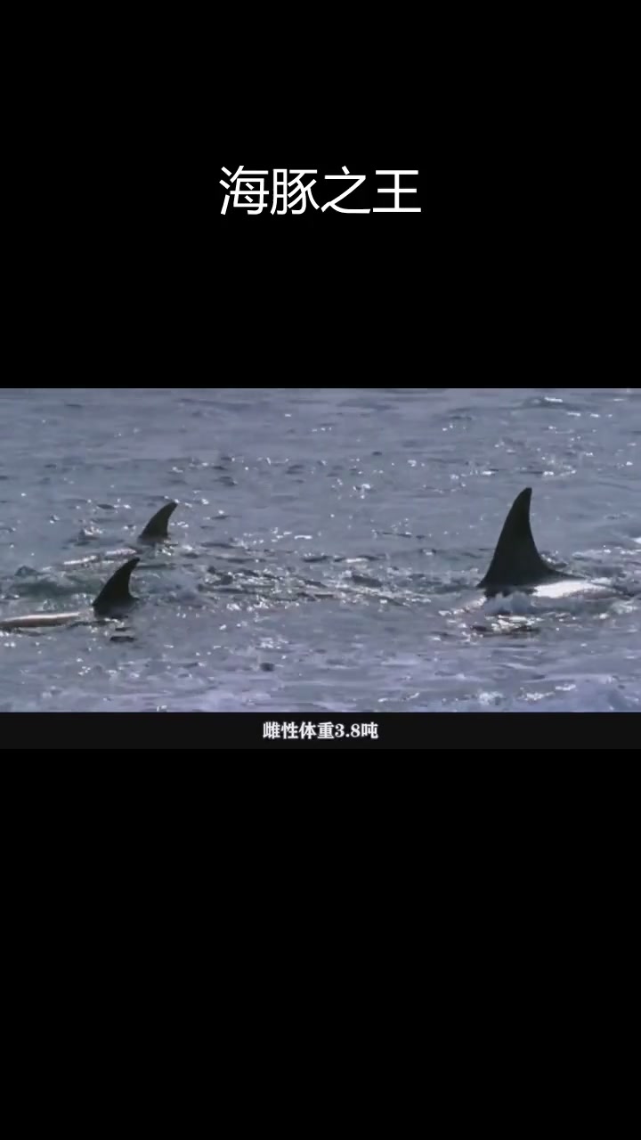 虎鲸:海洋中的呆萌霸主