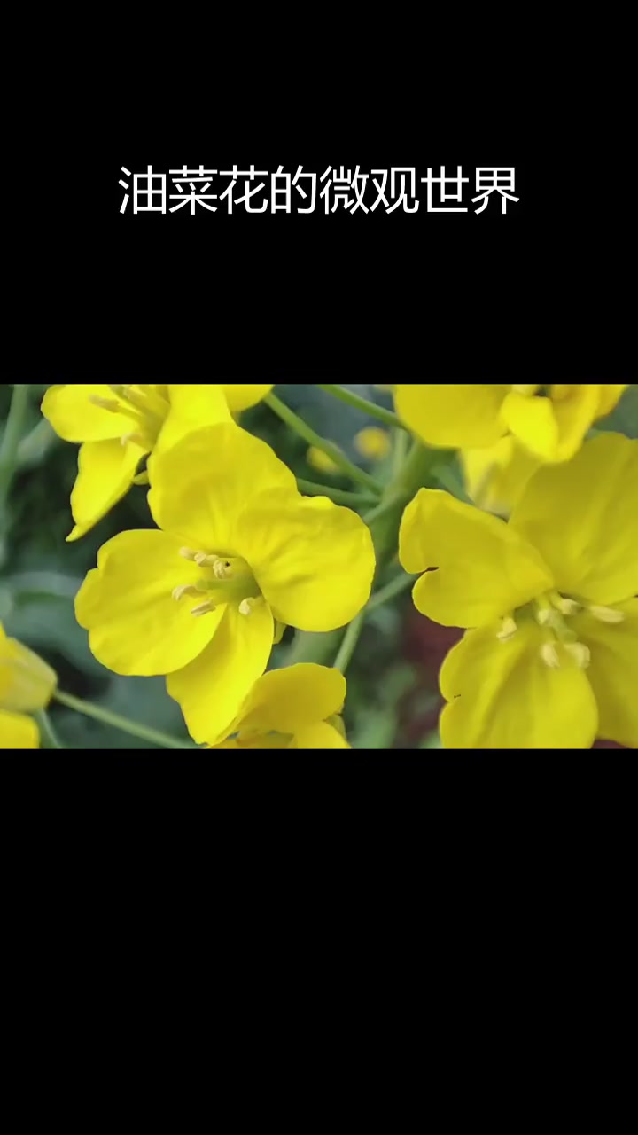 微距下的油菜花与蜜蜂采蜜