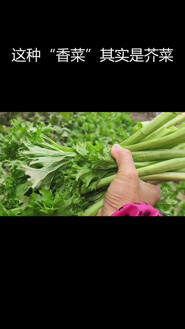 江西人叫的香菜竟是芥菜?这种特殊饺子菜揭秘