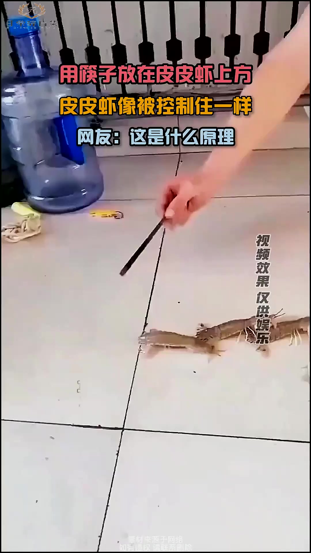 筷子放在皮皮虾上方,皮皮虾像被控制住一样,网友:这是什么原理