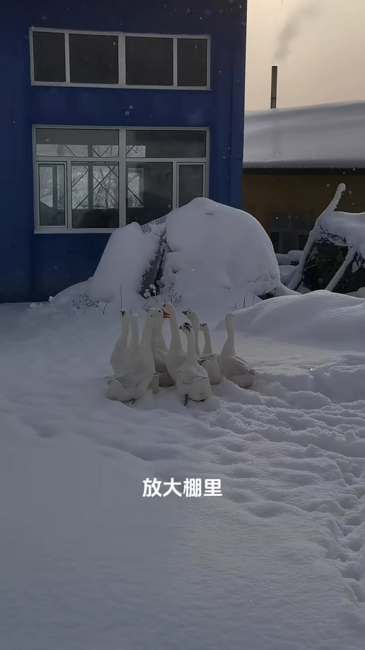 东北大雪地里抓大鹅,由于雪太大了怕大鹅吃不到食物
