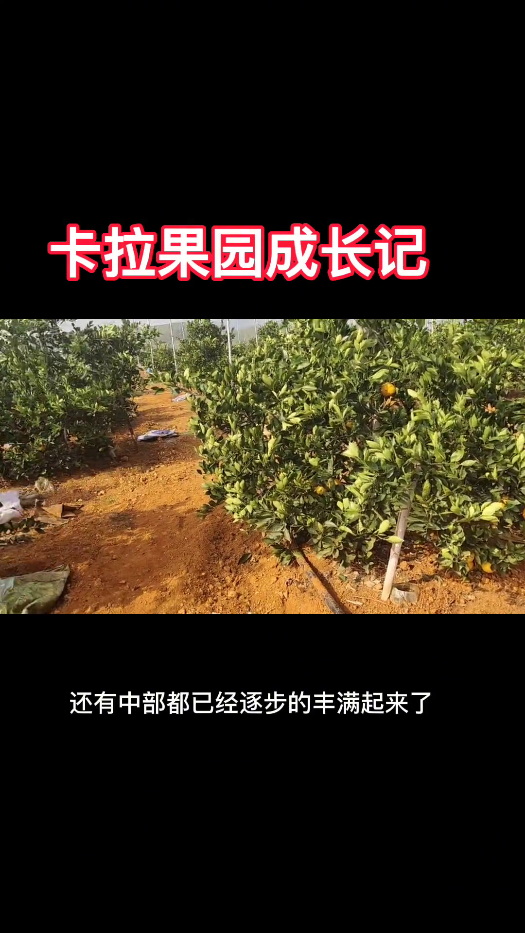 卡拉卡拉红肉脐橙成长记‖ 不要因型而造树