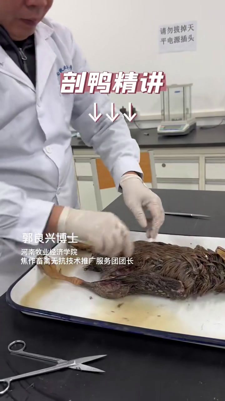 鸭解剖精讲,和鸡完全不一样!