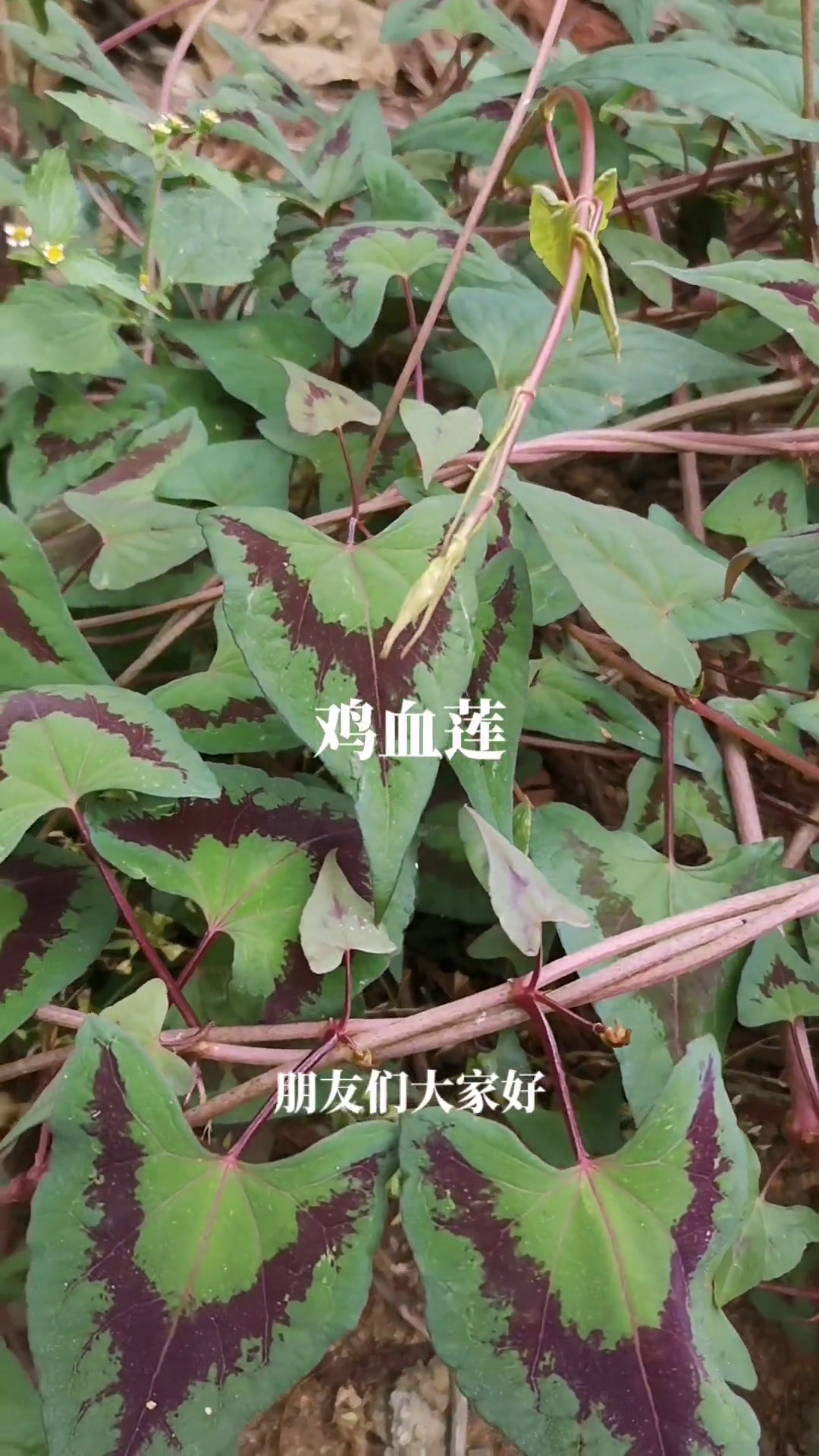 大自然的馈赠