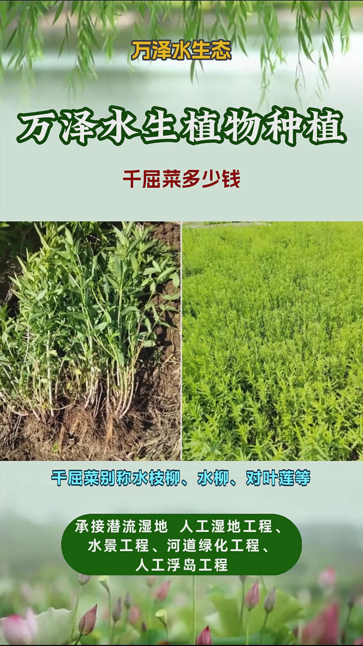 千屈菜种苗报价