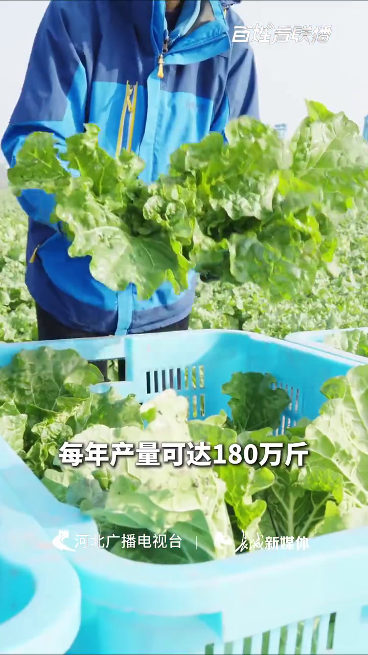 「百姓看联播丨一年卖出2800万元,这里的白菜了不得」毛白菜种植的每一步都严格把控,确保品