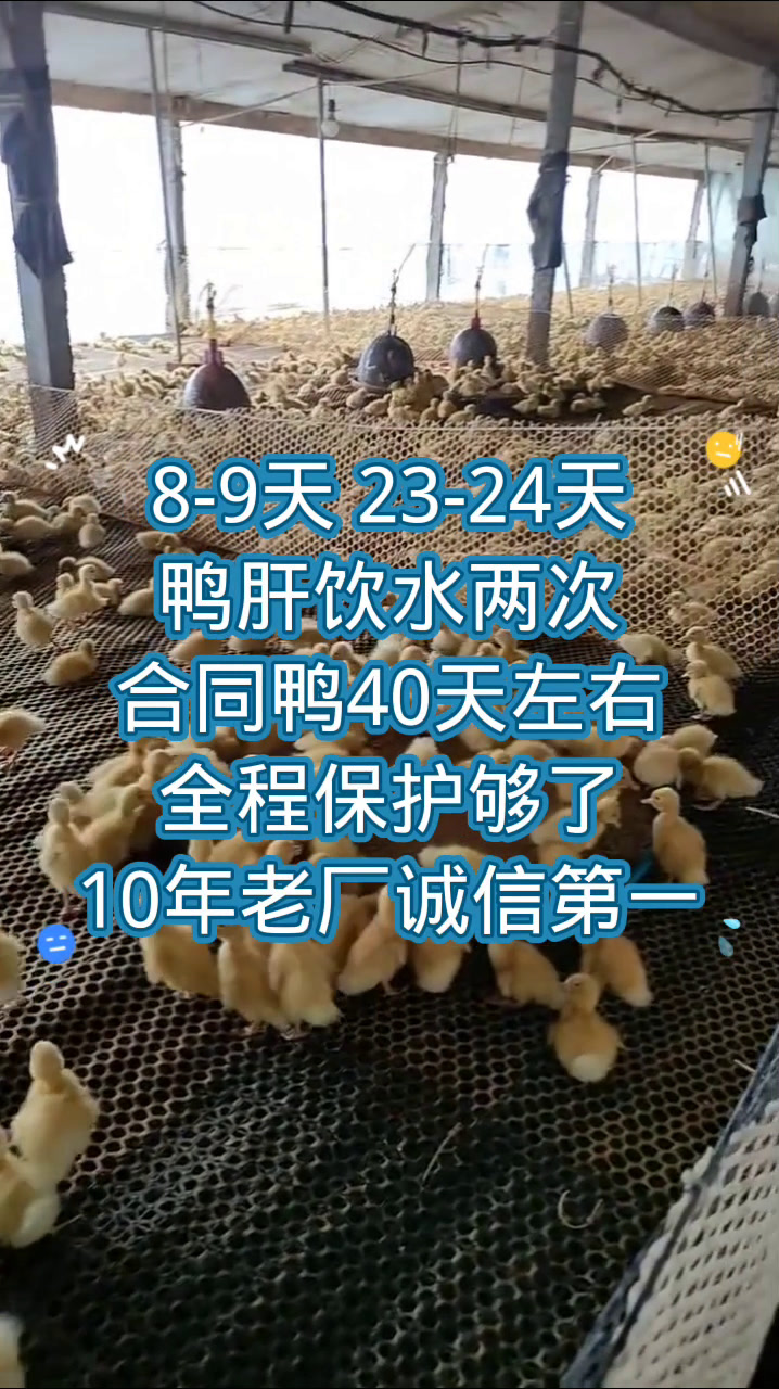 鸭肝饮水抗体预防病毒性鸭肝