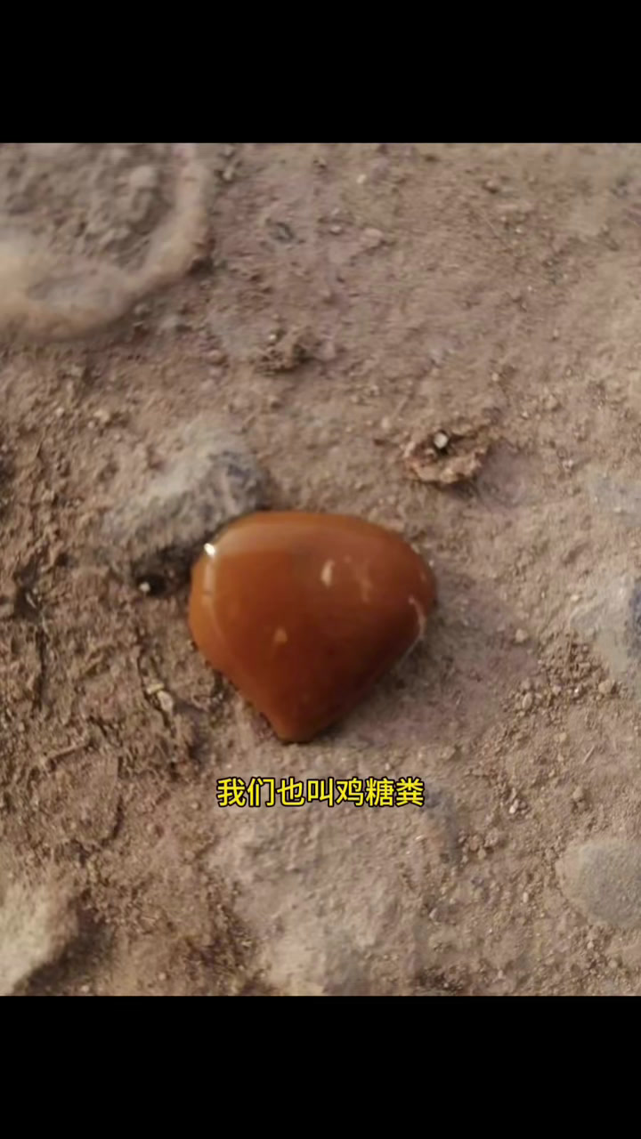 不同的鸡粪代表鸡不同的信号,你可要看好了!