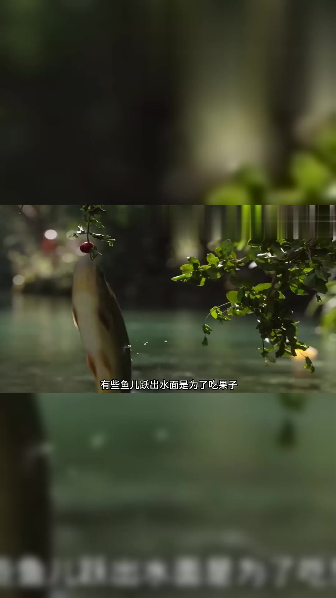 有些鱼儿跃出水面,是为了保护孩子