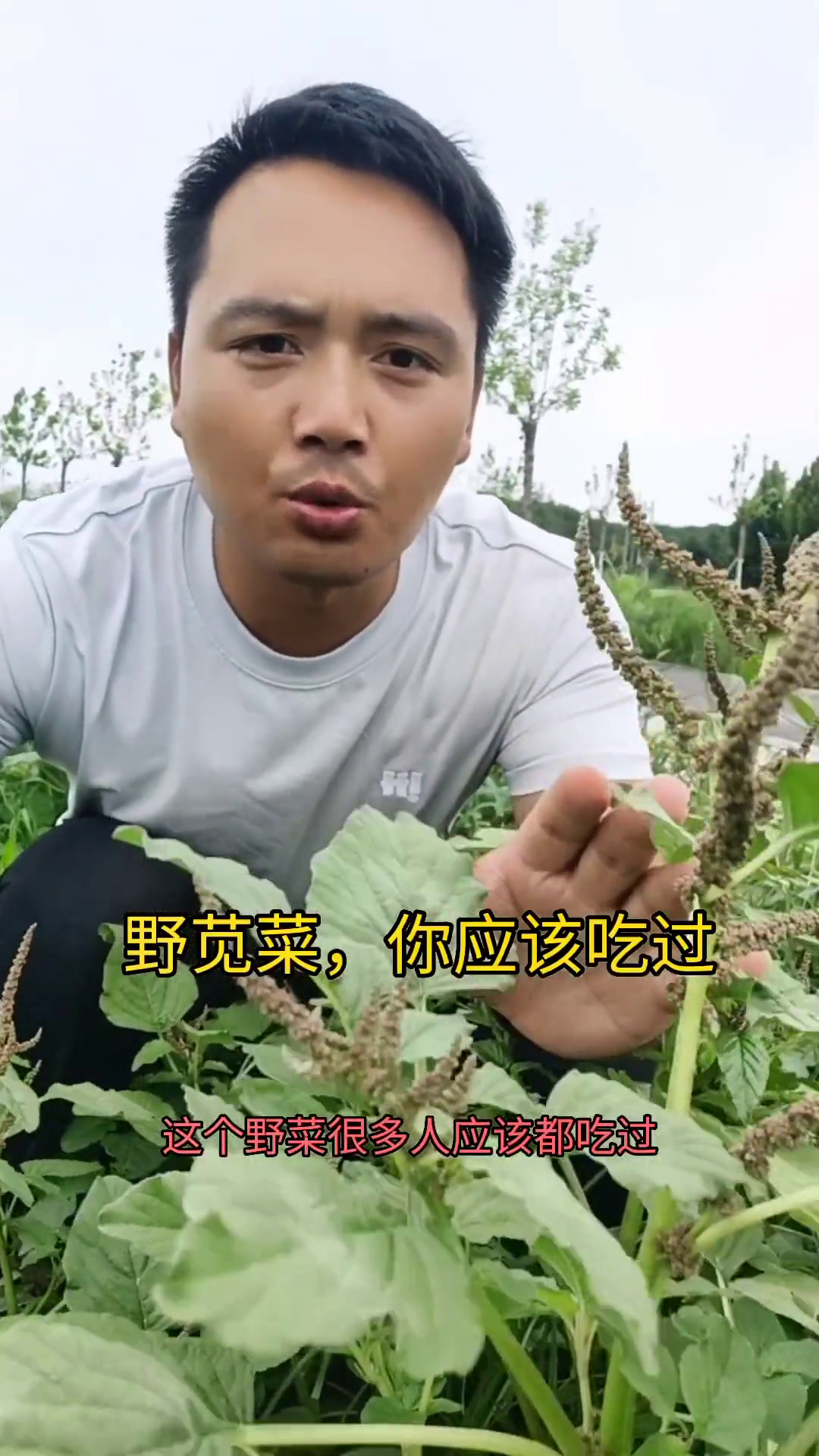 银银菜,莹莹菜,一种不错的野菜,很适合夏天吃,非常的爽口